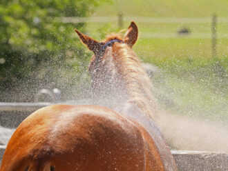 Afbeelding voor blog Wassen van Paarden en Dekens op EM-Store.eu