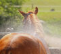 De foto van Wassen van Paarden en Dekens van EM-Store.eu